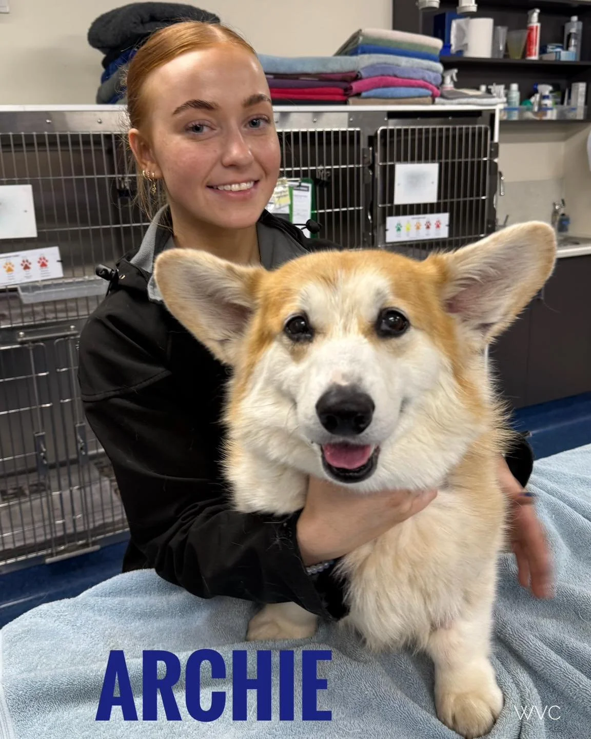 Archie the Corgi visited our Hastings Clinic for a dental and a removal of a canine Oral Epulid. He recovered very well and loves the amazing care he got from our vet nurse Katie while he was in hospital. 

🦷 Canine Oral Epulids: What Pet Owners Sho