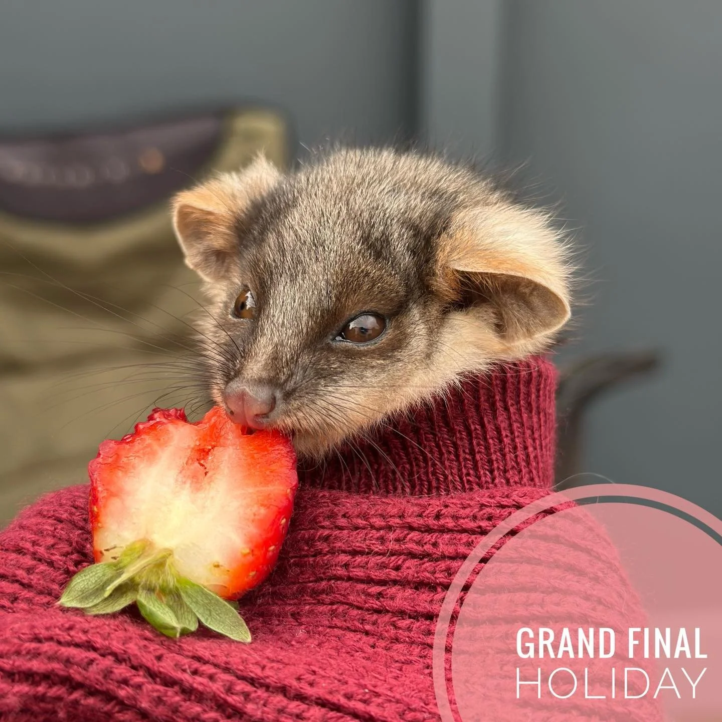 🏉 Westernport Vet Clinic will be closed this Friday for the AFL Grand Final public holiday. We&rsquo;ll reopen as usual on Saturday.

For urgent care outside of opening hours, please contact:
ERH Mornington &ndash; 5979 9600
AEC Frankston &ndash; 97