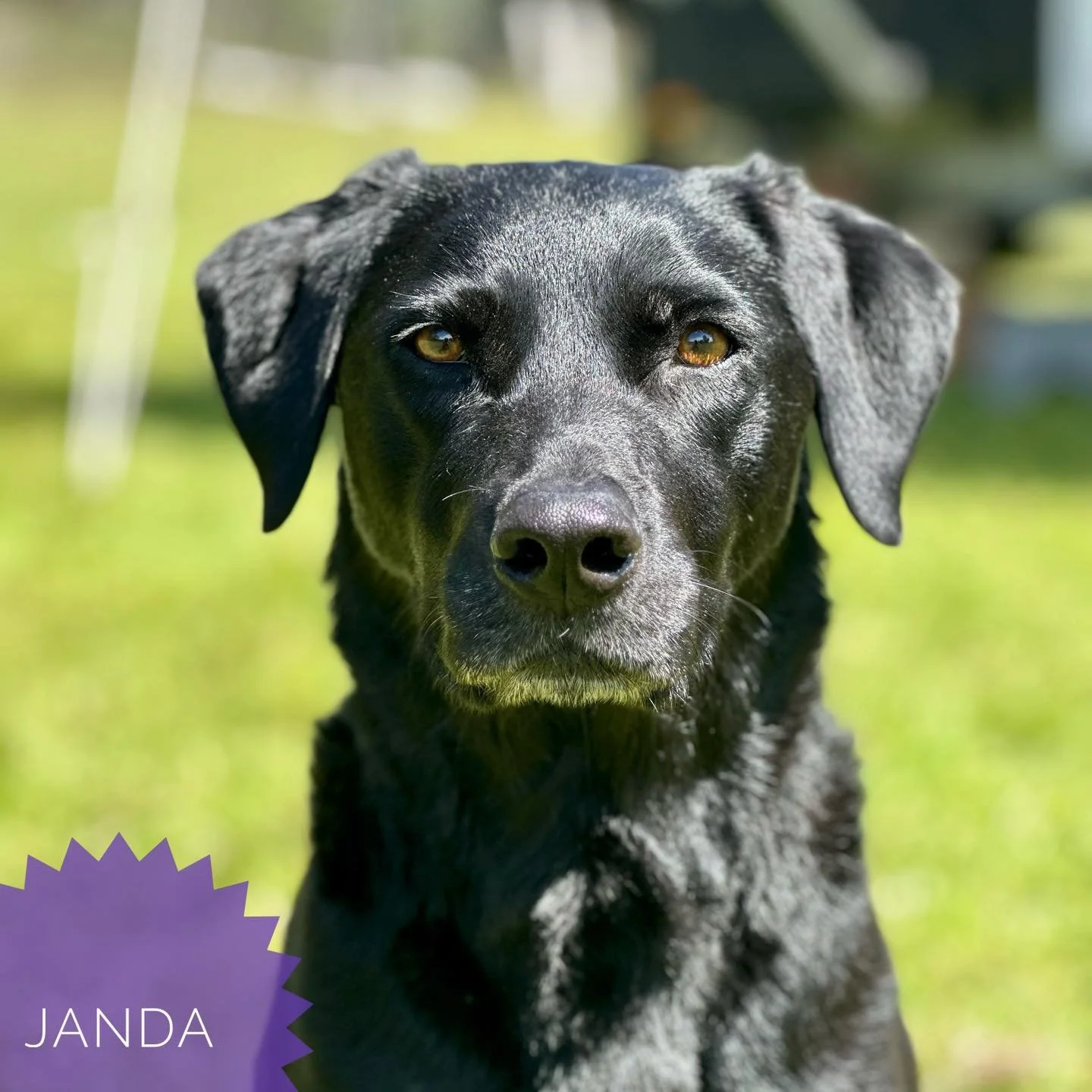 🌟 Case of the Month &ndash; Janda the Lab 🌟

A few weeks ago, Janda suddenly became weak in her back legs. After referral for a CT scan and spinal fluid testing, the most likely cause for her presentation was an FCE (fibrocartilaginous embolism) &n