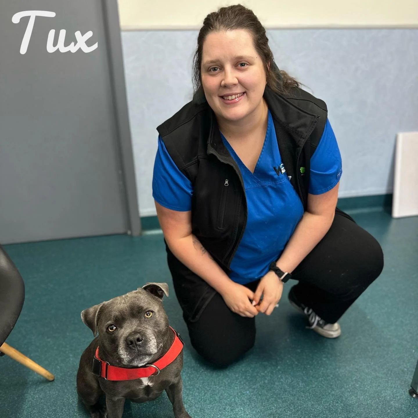 💍 Wedding Week for Aimee!
Aimee was taken with Tux the Staffy’s dapper formalwear when he visited SVC recently! 🐶✨
We can’t help but wonder if she was getting a few style tips for her own big day with fiancé Sam this weekend. ?