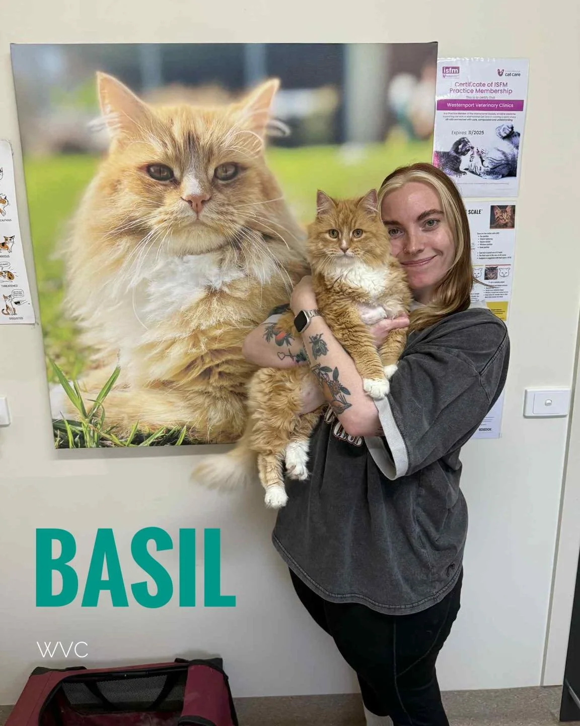 🐾 Did you know our Hastings clinic is accredited with a Silver Level Cat Friendly Consult Room? 😺
Our very own poster boy Basil owned by our vet nurse Ellie,  recently had his vaccinations in this special space — and he gave it two paws up!