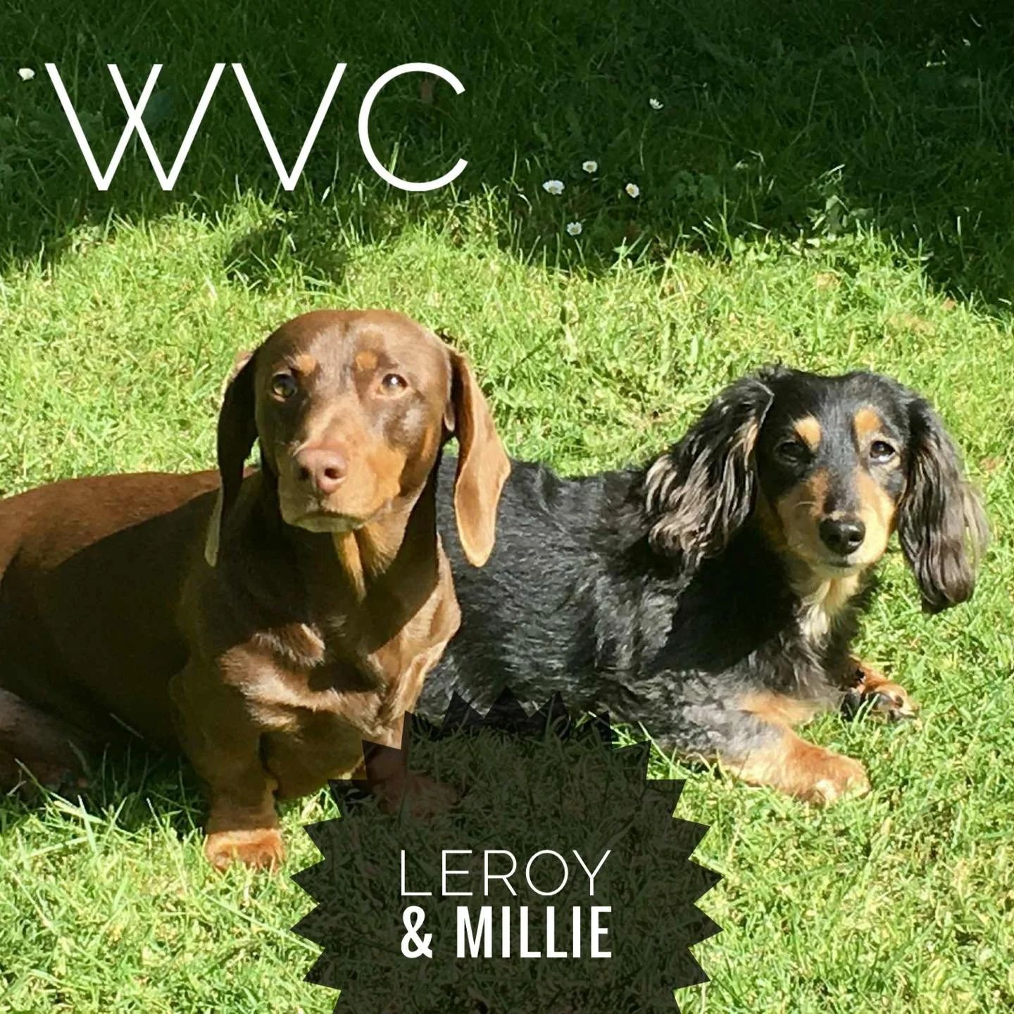 Case of the month - October
Millie’s IVDD 🐶
Millie is our star nurse Meg’s dachshund, who has experienced an acute flare up of IVDD recently. She is 12 years old and became noticeably quieter and painful in her back, before coming into