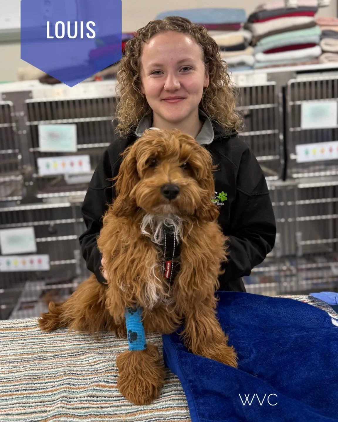 Louis the very handsome cavoodle was at our Hastings clinic for his desexing procedure. 

He was such a lovely social boy and absolutely loved the cuddles from our vet nurse Madi. 

#wvc #westernportvet #cavoodle #desexing #vetnurselove
