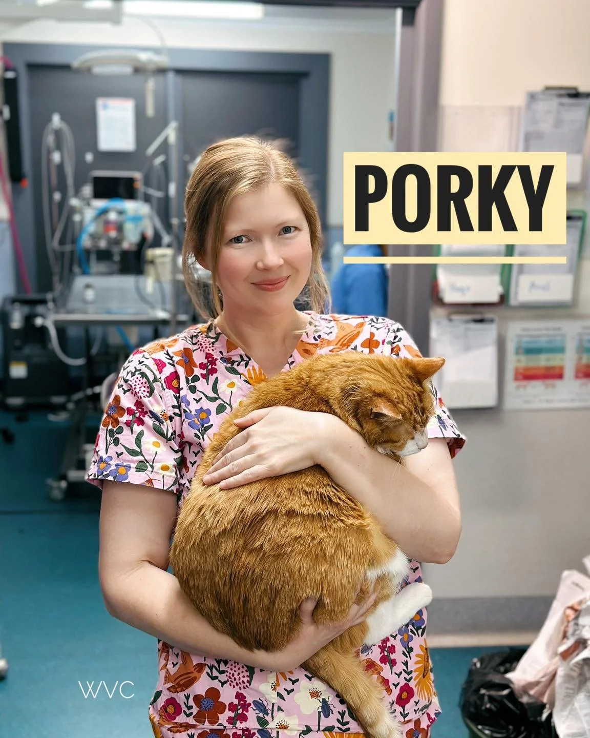 Porky the lovely ginger cat was at our Somerville clinic for his dental. 

Our vet nurse Sarah fell in love with him and made sure she gave him extra cuddles during his stay at the hospital. 

#wvc #westernportvet #dental #cat #catdental