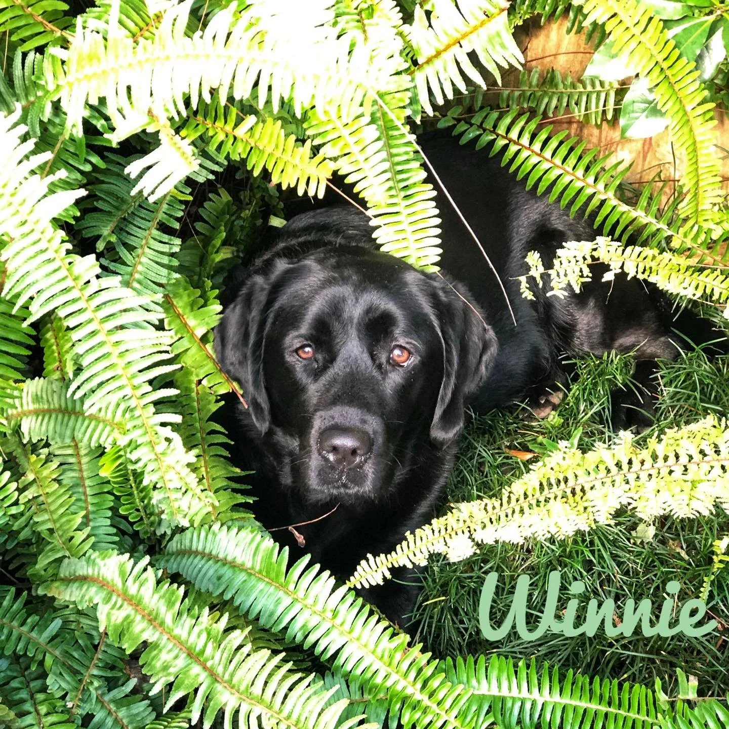 🌟 Meet Our Pets Monday 🌟

This week we&rsquo;re introducing the much-loved pets of nurse Sarah and her family.

🐶 Winnie &ndash; A 7-year-old Labrador who reminds everyone of Nana from Peter Pan. She&rsquo;s a gentle babysitter, a great emotional 