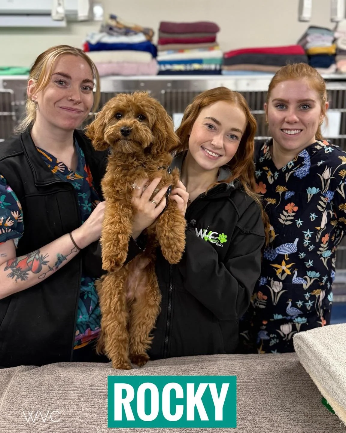 Rocky the cavoodle was at our Hastings clinic for his desexing procedure. 

He was very excited that he matched the beautiful red tones of the luscious locks of our 3 vet nurses Ellie, Katie and Meg. 

#wvc #westernportvet #cavoodle #desexing #luciou