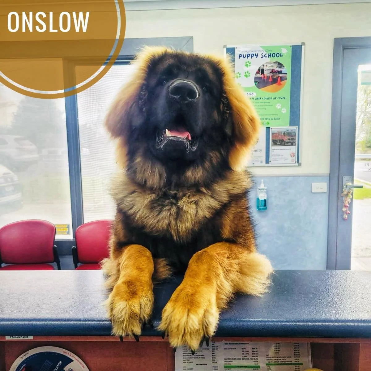 Onslow the Leonberger popped in for a weigh-in at Somerville Vet this week&hellip; and he&rsquo;s now officially tall enough to chat to us over the counter!
At just 8 months old he&rsquo;s already almost 60kg &mdash; and still growing.

Leonbergers a