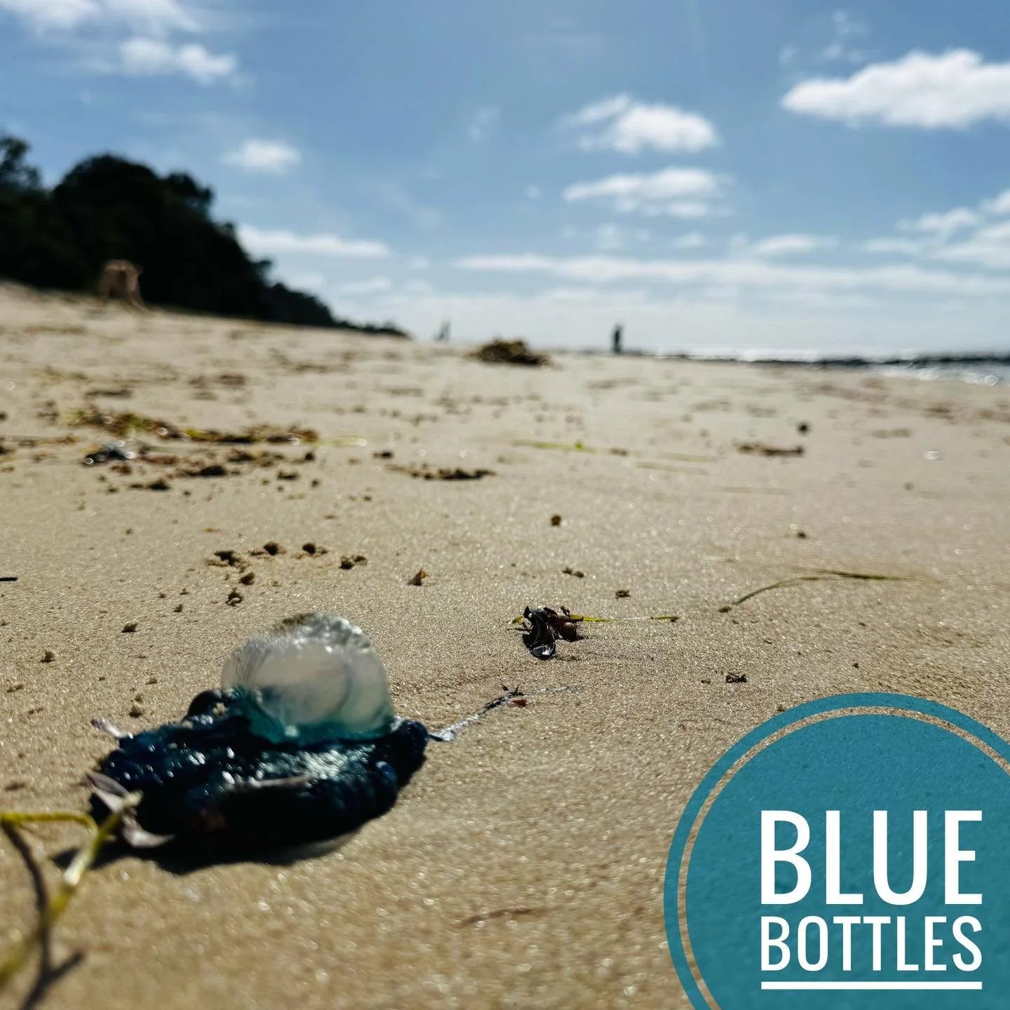 🐾 Bluebottle alert for pet owners 🐾

We&rsquo;ve had lots of reports of bluebottles (Portuguese man o&rsquo; war) washing up on Somers and Merricks beaches over the past week.

If you&rsquo;re walking your dog along the beach:
 &bull; 🚫 Avoid area