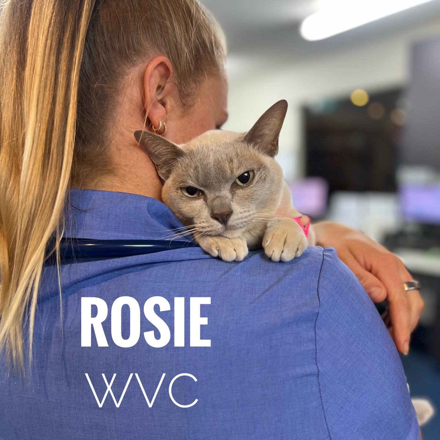 🦷 Rosie🐱

Rosie came into the clinic for a routine dental procedure. She had a full set of radiographs, and a scale and polish 💎 

✨ Routine dental procedures help to:
&bull; Reduce mouth pain and inflammation
&bull; Prevent bacteria spreading to 