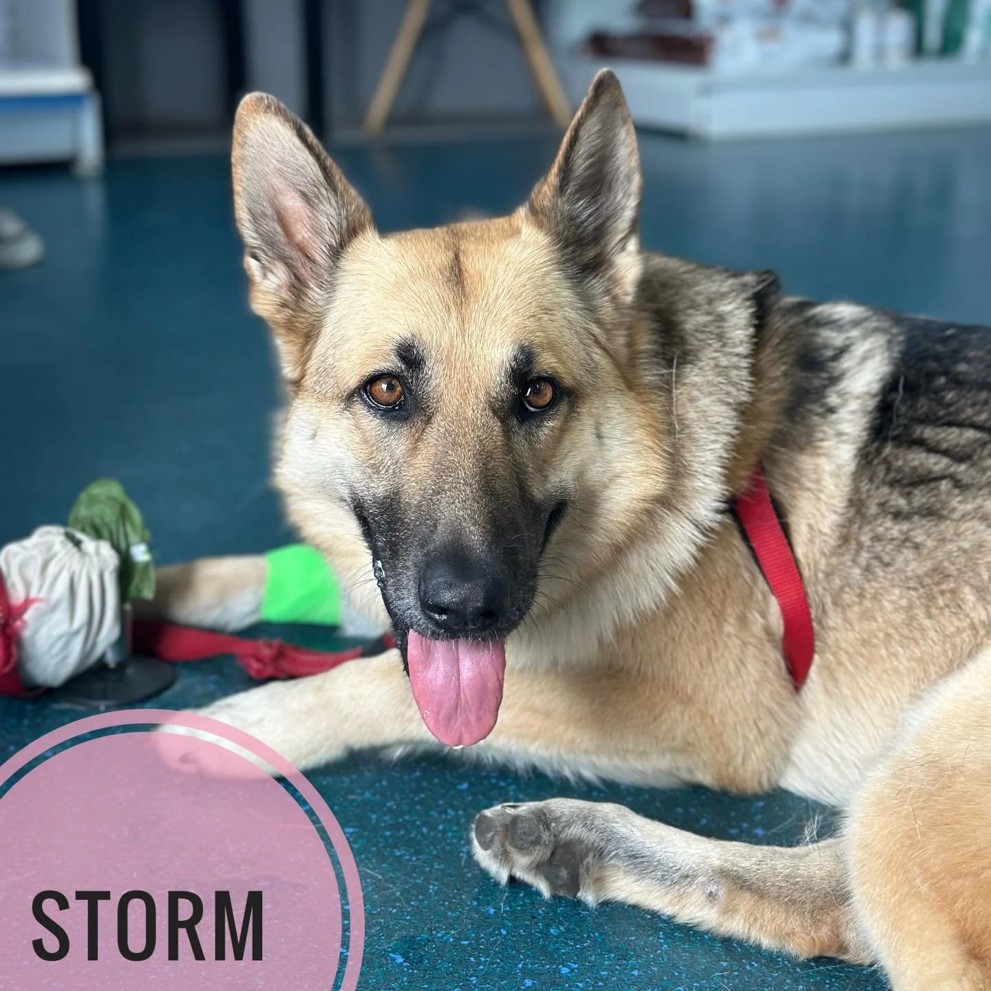 🌾 Grass Seed Warning 🌾

Storm the gorgeous German Shepherd came in with a painful abscess on her flank. Dr Annie was able to track down the cause &ndash; a tiny pesky grass seed that had worked its way under the skin. 

Grass seeds might look harml