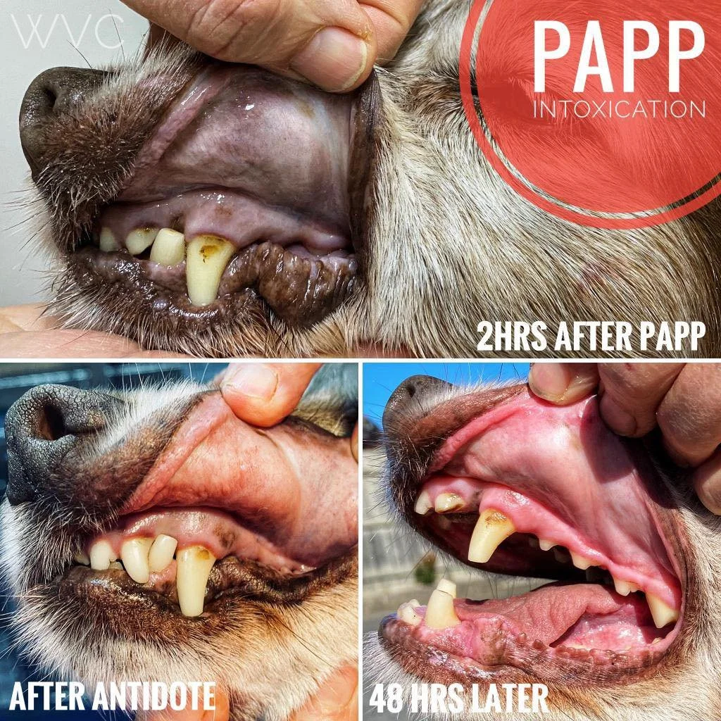 🐾 Dog owners &ndash; a quick local reminder 🐾

Planned PAPP baiting will be occurring in parts of our area over the coming months as part of routine wildlife management programs. While this is council-approved and carefully managed, it&rsquo;s a go