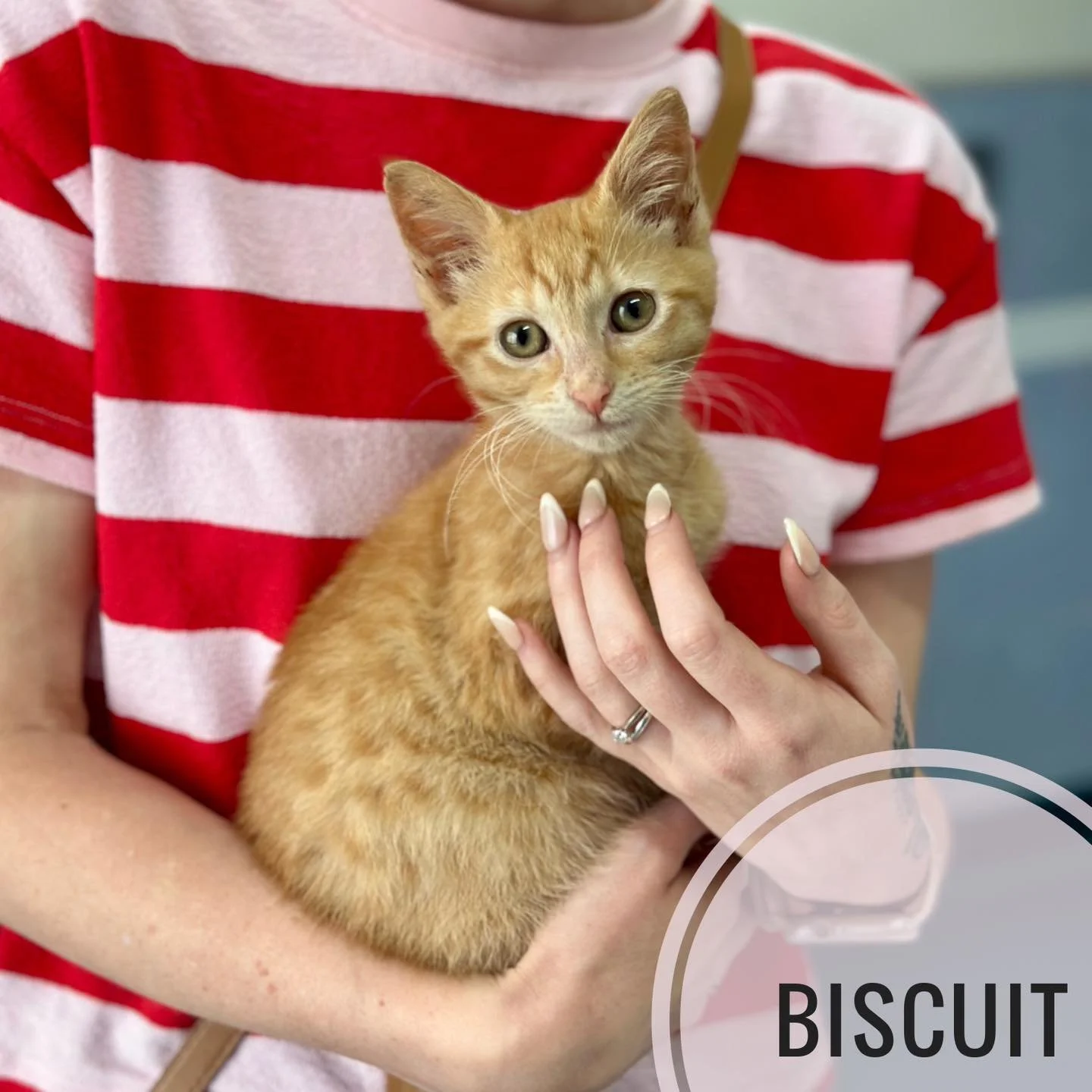 Meet Biscuit 🧡
This gorgeous ginger girl popped in for her vaccination visit and absolutely stole our hearts.

Fun fact: around 80% of ginger cats are male, which makes Biscuit a bit of a rarity! Female gingers like her are extra special &mdash; and