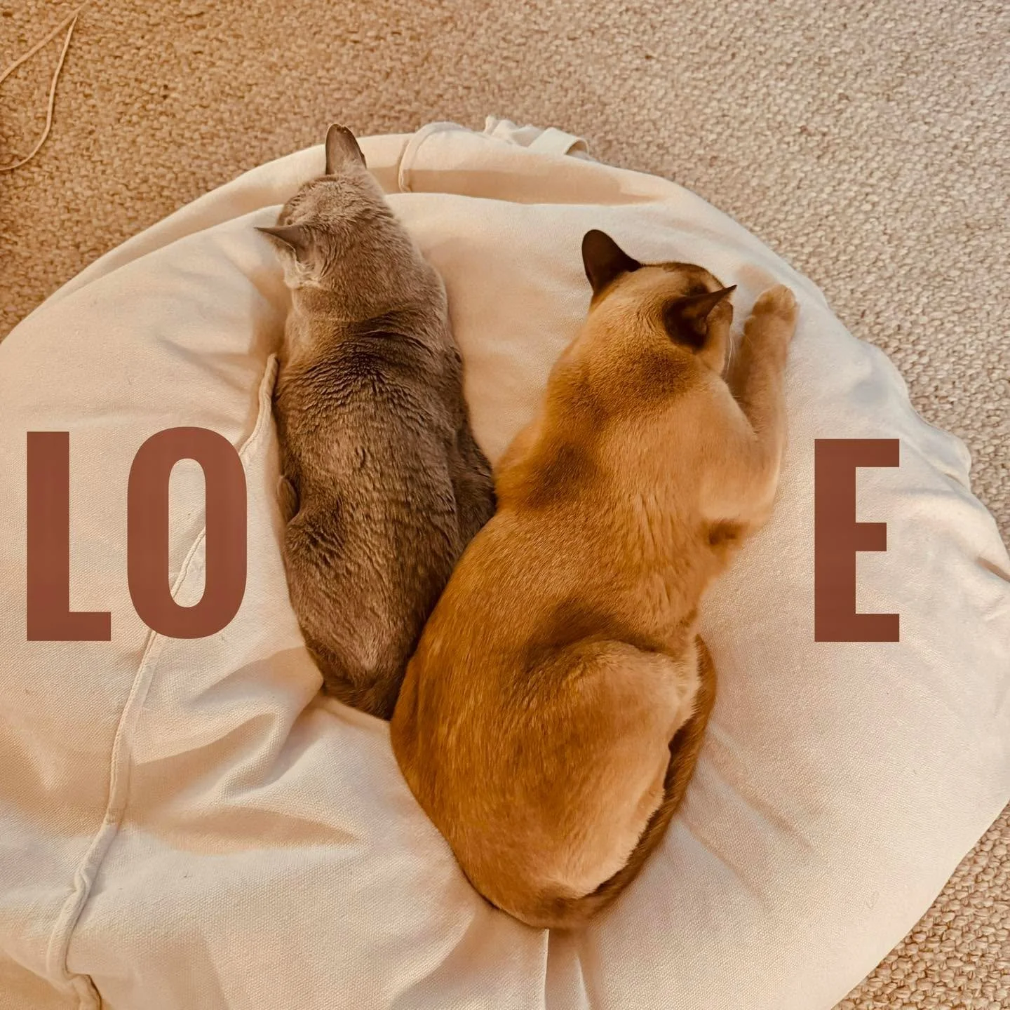 ❤️ Roses are red,
Violets are blue,
There&rsquo;s no love quite like
The one shared with you-know-who.

The paws on your pillow,
The tail at the door,
The purrs and the zoomies
Across the lounge room floor.

From tiny new puppies
To wise greying face
