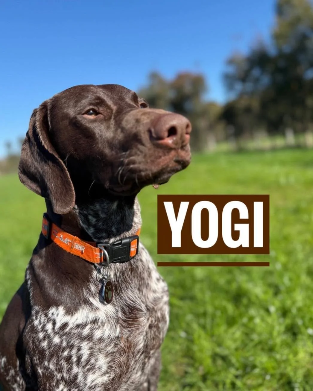 Case Of the Month- February

&ldquo;Yogi&rdquo; a lovely 2yo German short haired pointer was found to have a fractured upper canine. So he was booked in to have the tooth removed late last year. 

When getting Yogi ready for his dental, Dr.Alistair w
