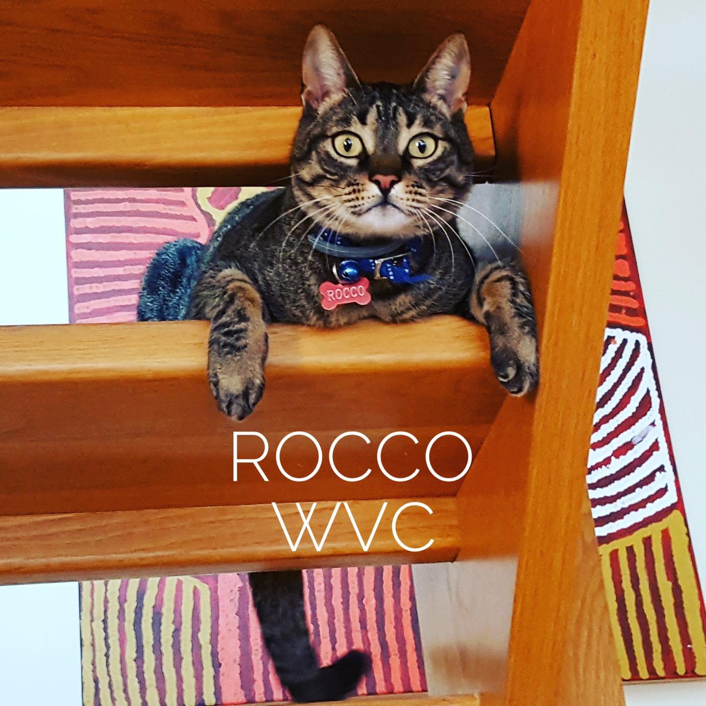 From the streets of 🇬🇷 to the shores of the Peninsula&hellip; meet Rocco ✈️🐾

Rocco might just be the most well-travelled cat we know! After starting life on the streets of Greece, he was adopted into a loving family and later made the big move to
