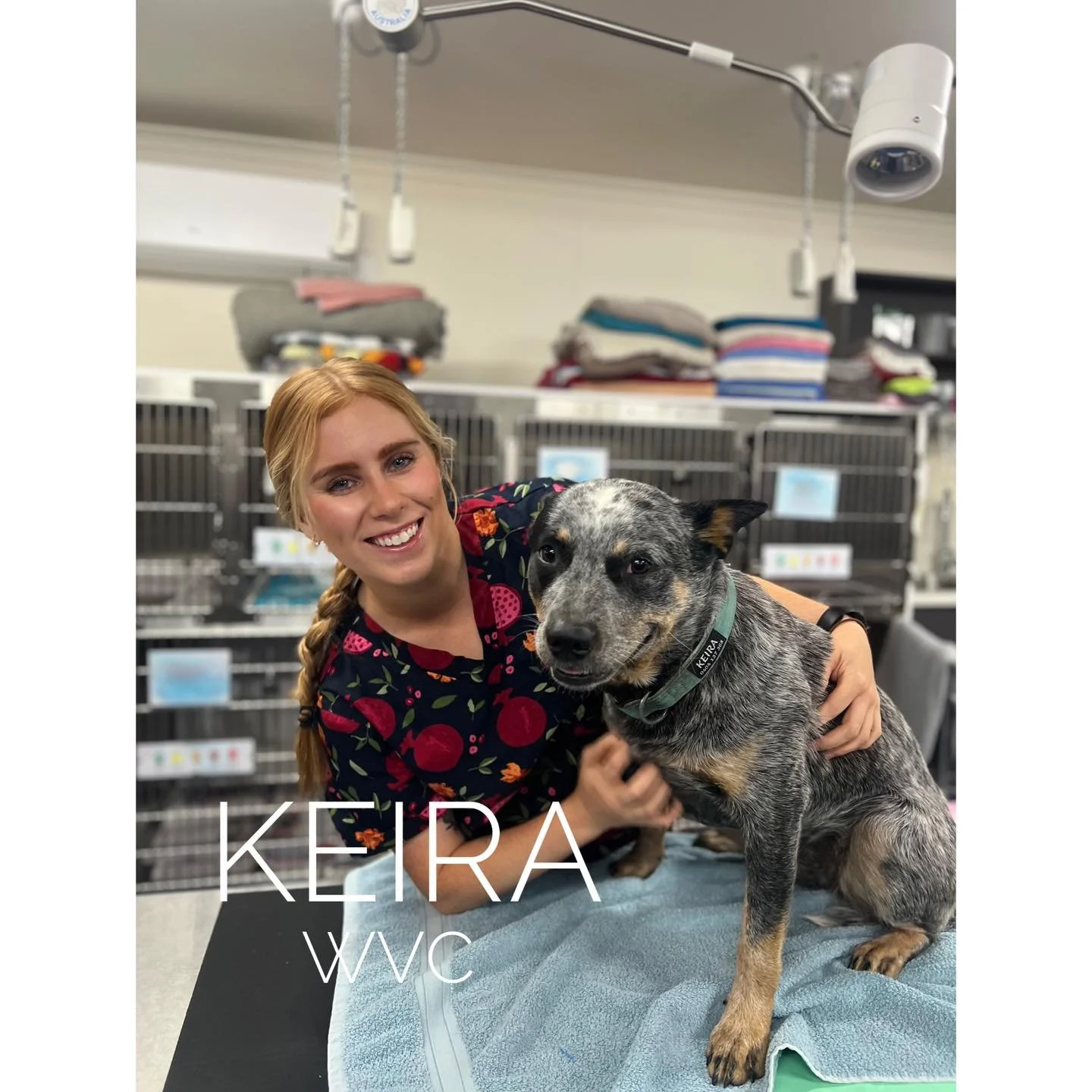 Meet beautiful Keira 💛🐾

Keira is a brave young Cattle Dog who came in this week for her spey procedure and did wonderfully!

Spey (ovariohysterectomy) is a routine surgery that prevents unwanted litters and significantly reduces the risk of uterin