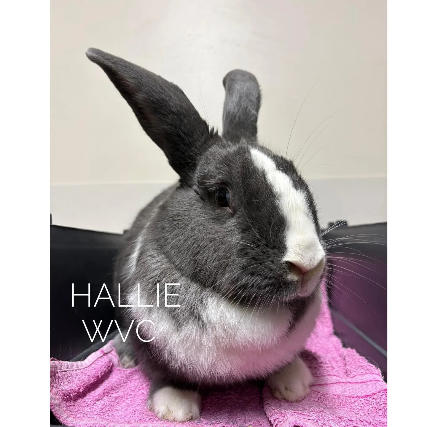🐰✨ Rabbit vaccinations 

Hallie came into the Hastings clinic over the weekend for her annual vaccinations, health check and nail trim. 

Rabbit Calicivirus is active in Victoria and can be devastating &mdash; often causing sudden illness or death w