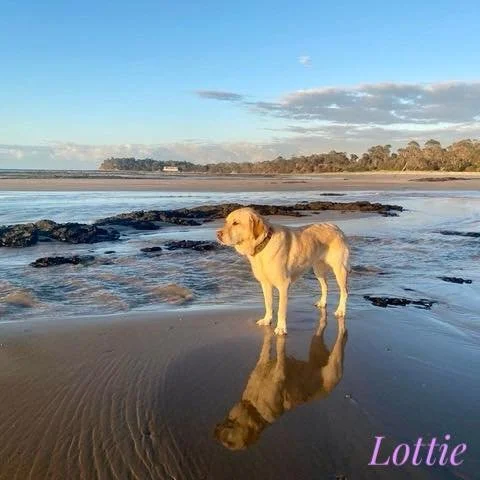 Lottie Walks Again 🐾

We love a good success story, and Lottie&rsquo;s is one worth celebrating.

Lottie came to see Dr Matt at the Hastings Vet Clinic last year struggling with severe elbow arthritis that was really affecting her quality of life. A