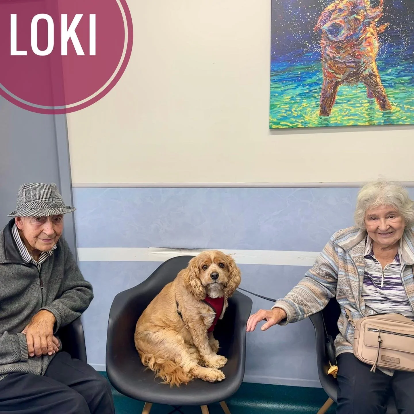 Loki clearly knows he&rsquo;s part of the family.

At today&rsquo;s consult we had two humans and one dog&hellip; and three chairs needed, because Loki made himself very comfortable on one of the consult room seats. 🐶🪑

We love the dogs who feel co