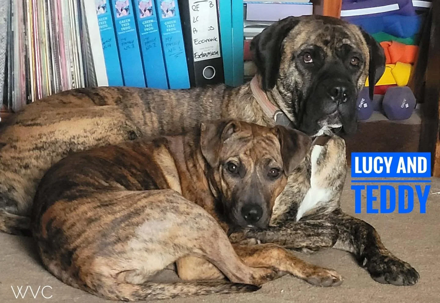 Meet our pet Monday 🐾

Dr Jacq is a sucker for a rescue dog who will concuss her and presently has two of these, the Brindle Besties.

Lord Teddington, Teddy Bear, was adopted from Lost Dogs in 2022. A Caine Corso x American Bulldog who is the apple