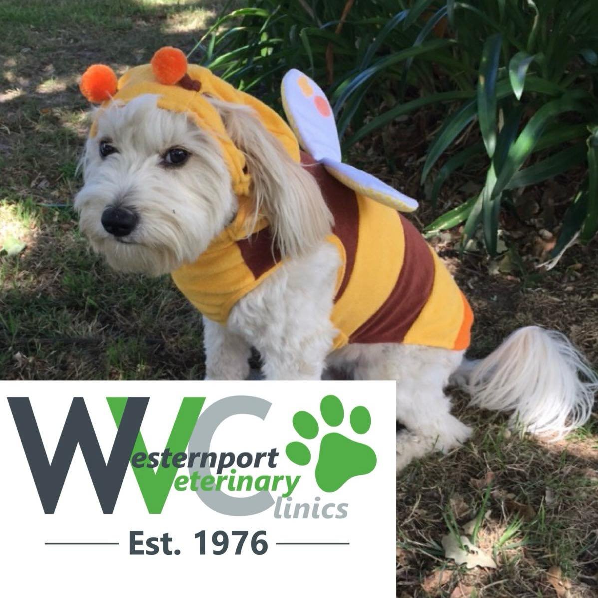 Autumn is a beautiful time of year 🍂 &ndash; but it can also bring a few hidden dangers for our pets.

As we head into the season of cosy baking and sweet treats, it&rsquo;s important to remember that some common autumn foods can be toxic to dogs.

