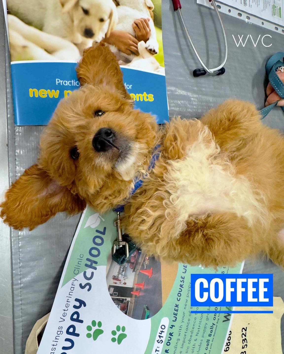 🐾🎉 Happy National Puppy Day! 🎉🐾

Welcoming a new puppy into the family is an exciting time filled with cuddles, playtime and lots of learning. Coffee the Groodle recently visited Dr Annie for his puppy vaccinations  and wanted to remind everyone 