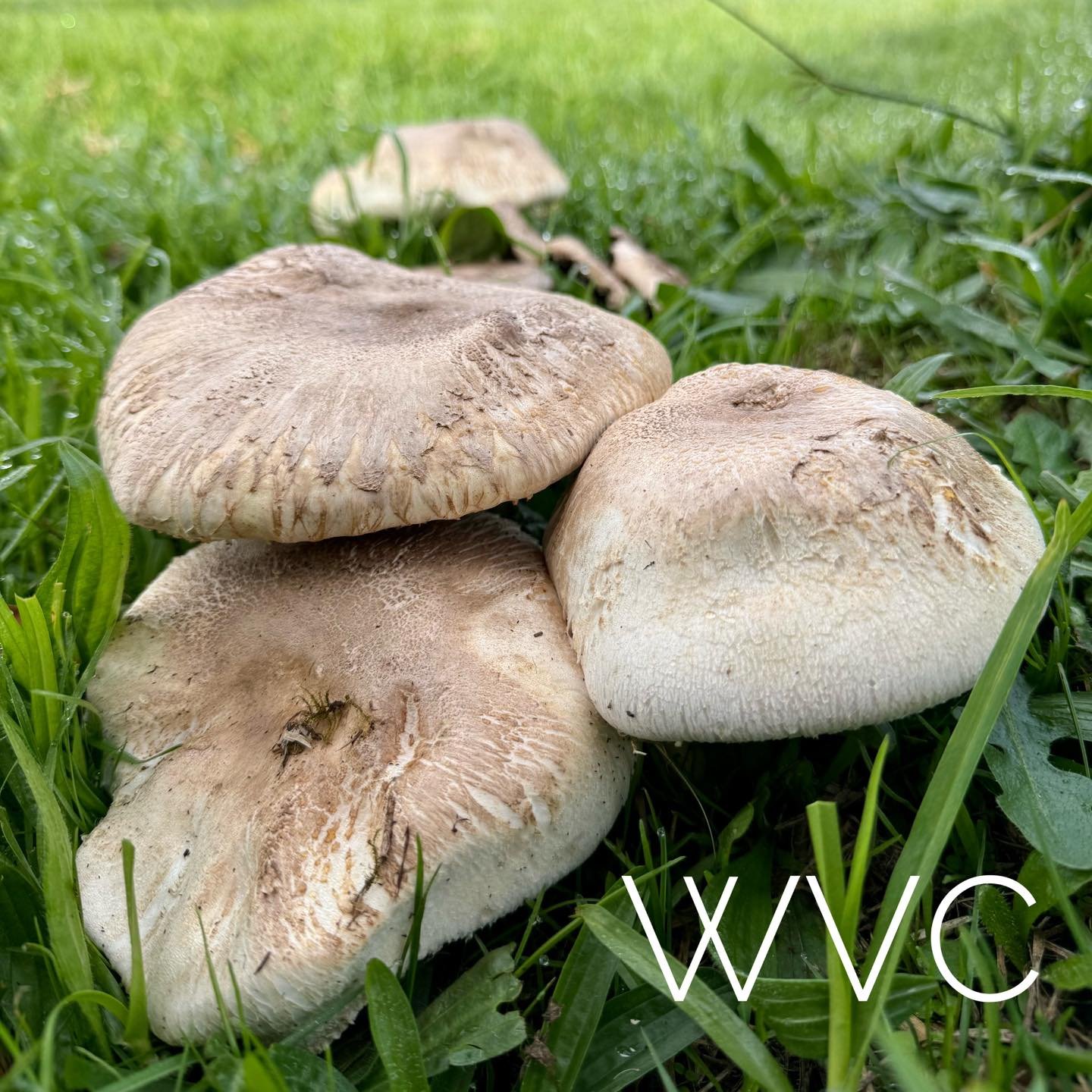 🍂 Autumn Alert: Mushroom Toxicity 🍂

With cooler weather and rain, mushrooms are popping up everywhere 🍄 Unfortunately, some can be highly toxic to our pets. Dogs in particular love to sniff, lick, and taste anything new, putting them at real risk