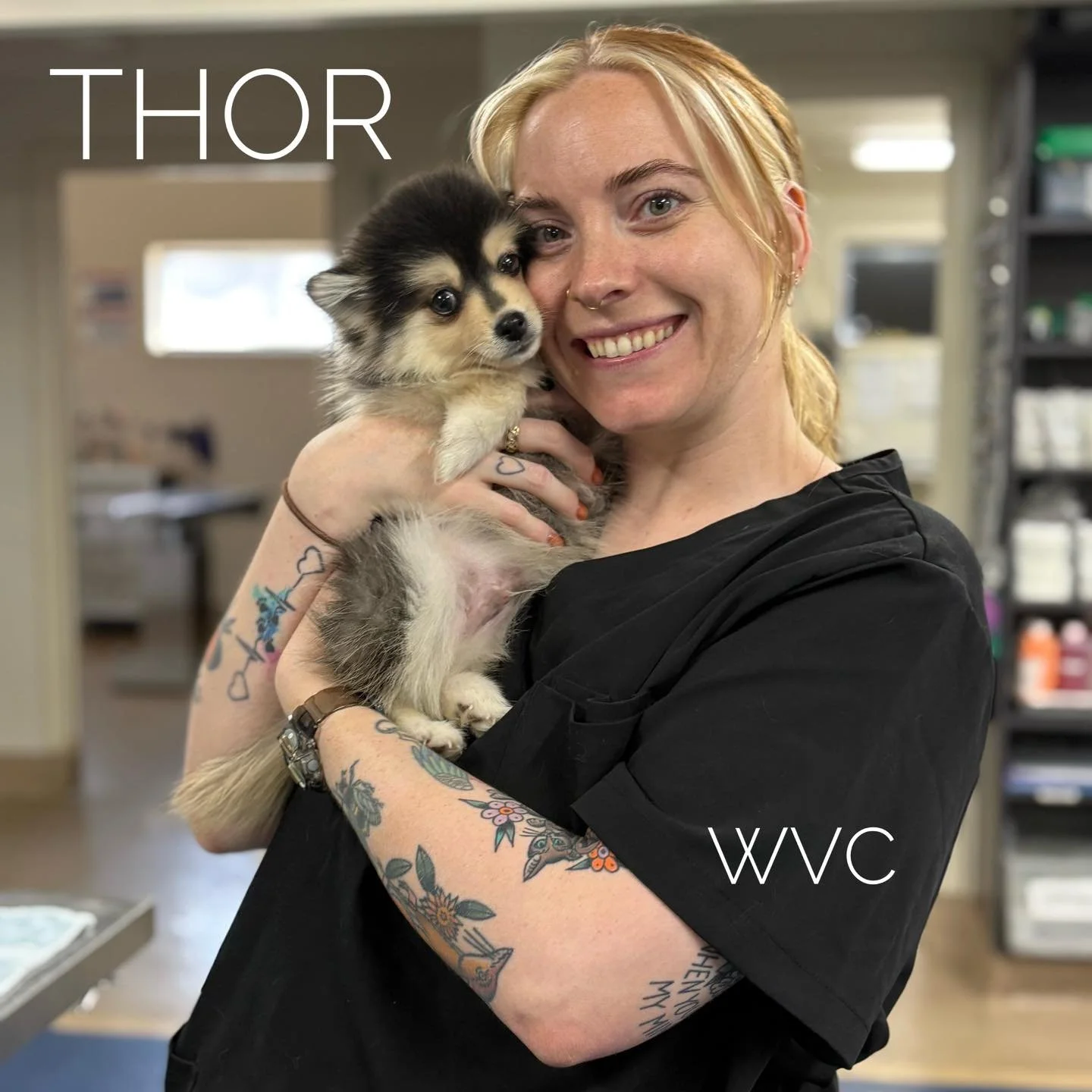 CASE OF THE MONTH - Thor the Pomski 🐾

After coming in with three fractured metacarpal bones, this brave little guy faced weeks of rest, bandage changes, and plenty of patience (not always easy for a puppy!). But with lots of care, cuddles, and dete