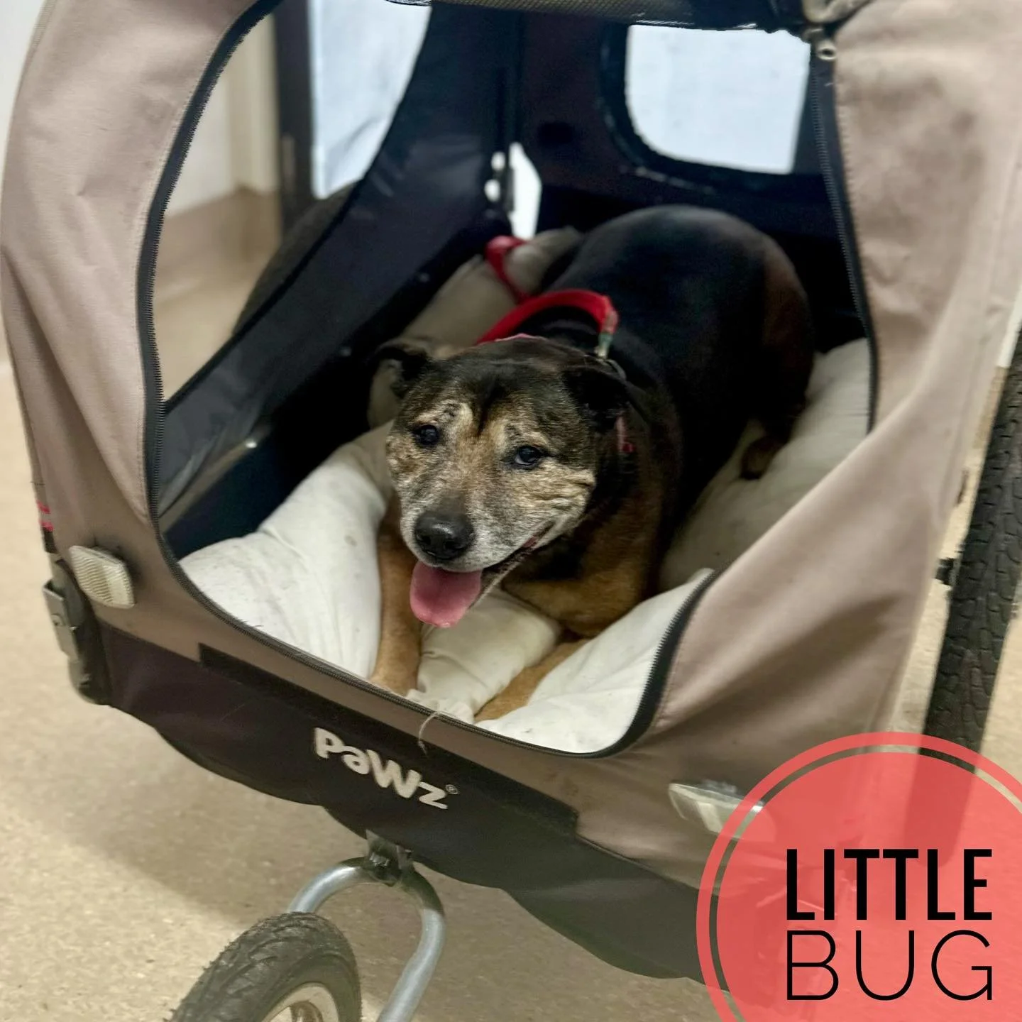 Little Bug, the gorgeous greying Staffy, rolled in for her check-up in style &mdash; arriving in her chariot as her legs don&rsquo;t quite work like they used to 🐾💙

As the weather gets cooler, we often see our older dogs becoming a little stiffer 