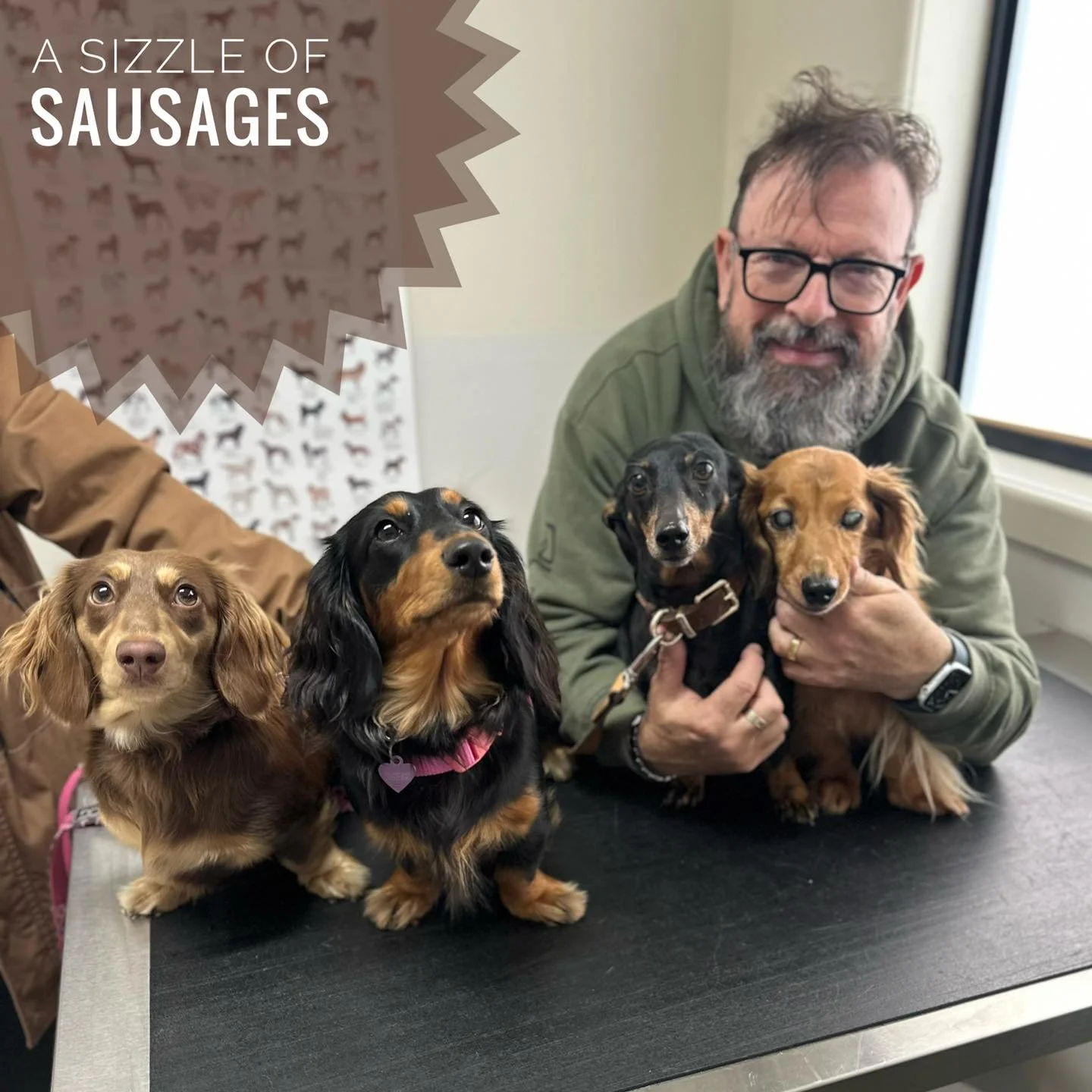 What is the collective noun for a family of Dachshunds?

Maybe a sausage sizzle! 🌭

Meet Billy, Daisy, Max and Sweetpea &mdash; four adorable sausages and four times the fun. ❤️

#DachshundLove #BecauseTheyreFamily #HastingsVetClinic