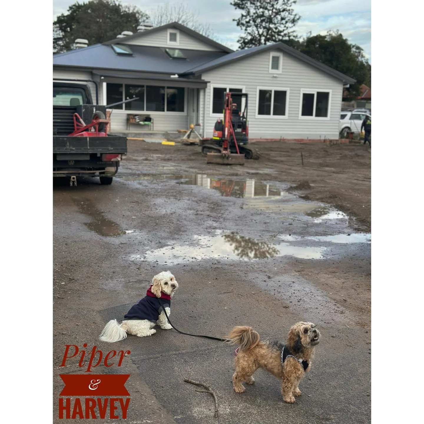 Piper and Harvey stopped by the Somerville build this morning and made it very clear they&rsquo;re ready for the new clinic to open&hellip; mainly because they know where the treats live! 🦴🐾

We&rsquo;re just as excited as they are. Not long now!

