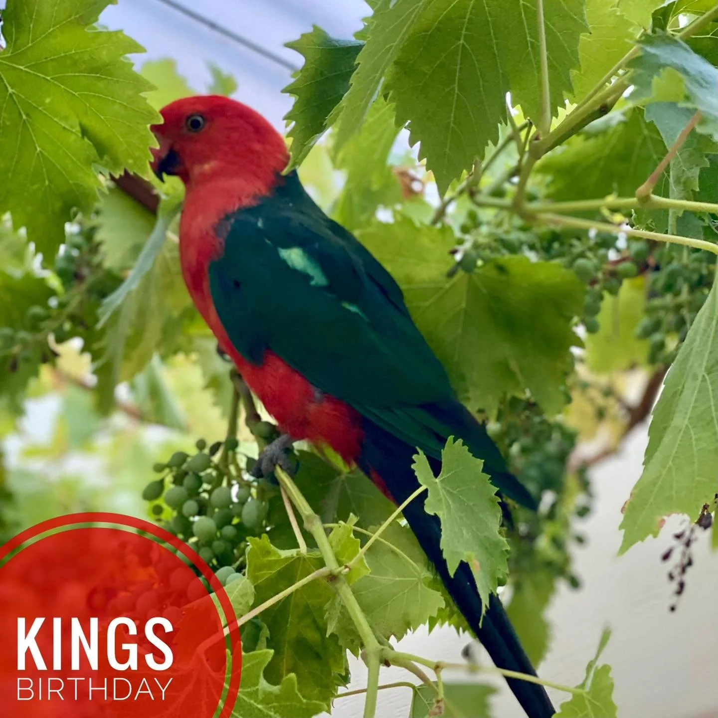 👑 Westernport Vet Clinics will be closed this Monday the 8th June for the Kings Birthday public holiday. 

For urgent care outside of opening hours, please contact:
ERH Mornington &ndash; 5979 9600
AEC Frankston &ndash; 9770 5555

Did you know? Unli
