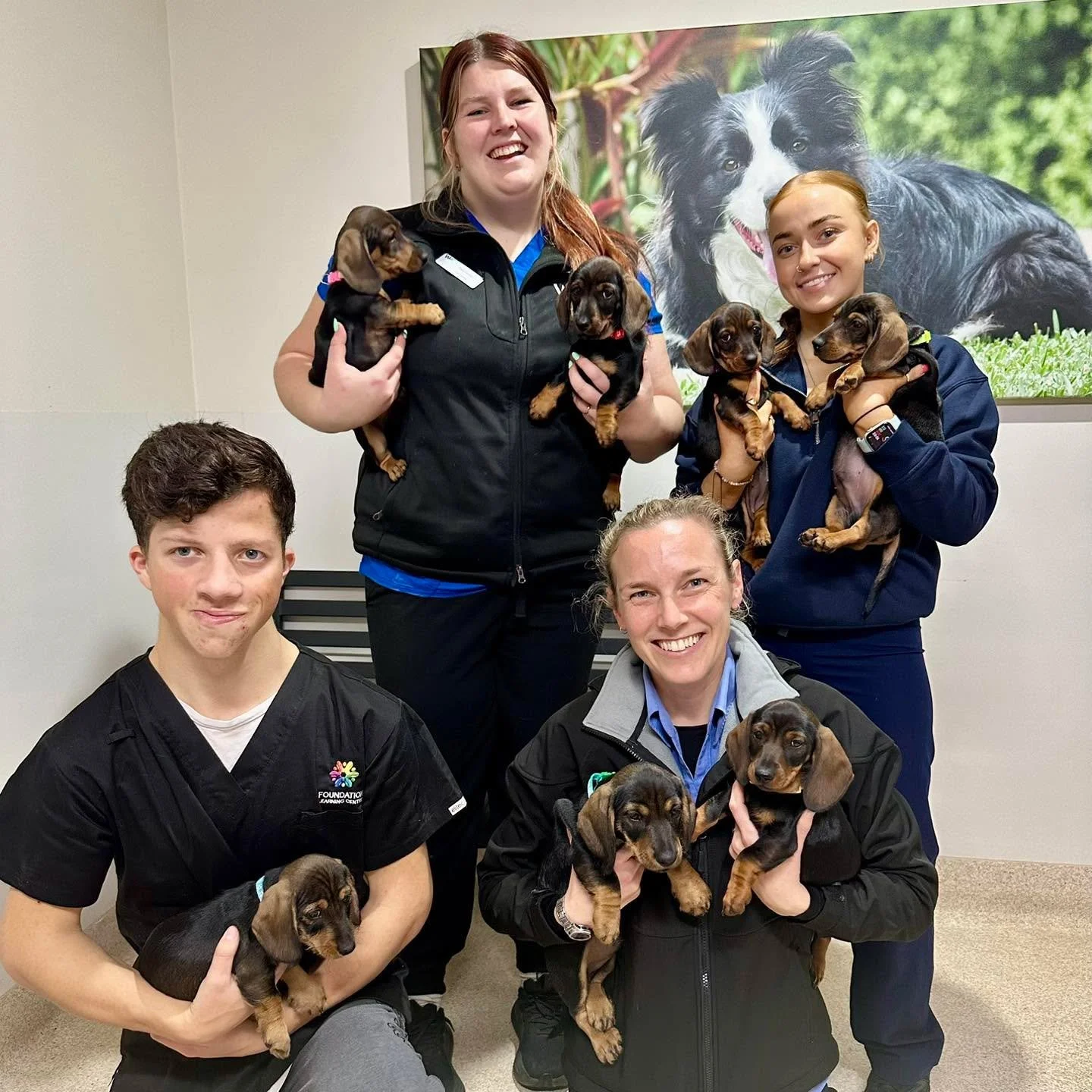 Another day, another sausage sizzle! 🌭🐾

Lawrence and Matilda&rsquo;s beautiful litter of 7 Dachshund puppies recently visited us for their first vaccinations with Dr Abbey. We were delighted to meet these adorable little pups and help them get sta