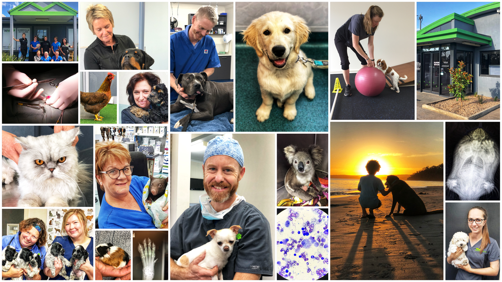Westernport Veterinary ClinicContact Us at Westernport Veterinary Clinics Mornington Peninsula