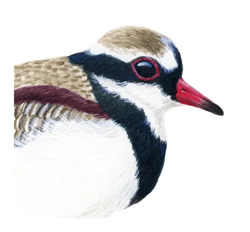 dotterel.jpg