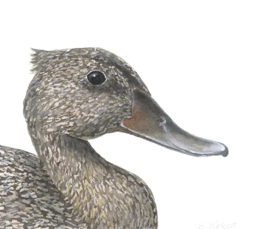 feduck.jpg
