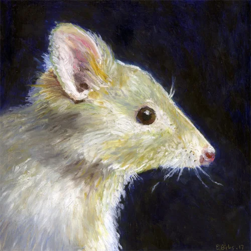 nocturnes1bettong.jpg