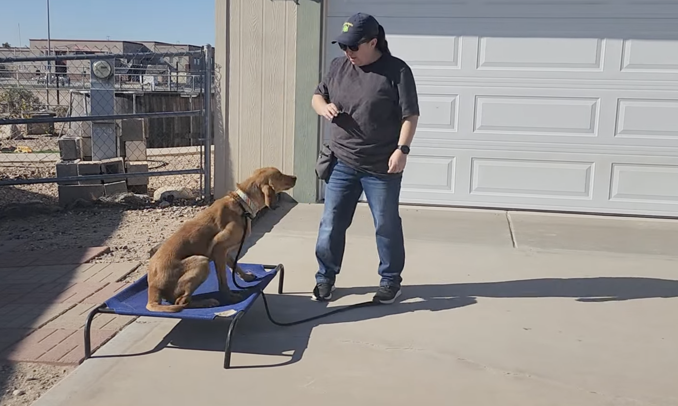 bark-to-basics-dog-training.jpg