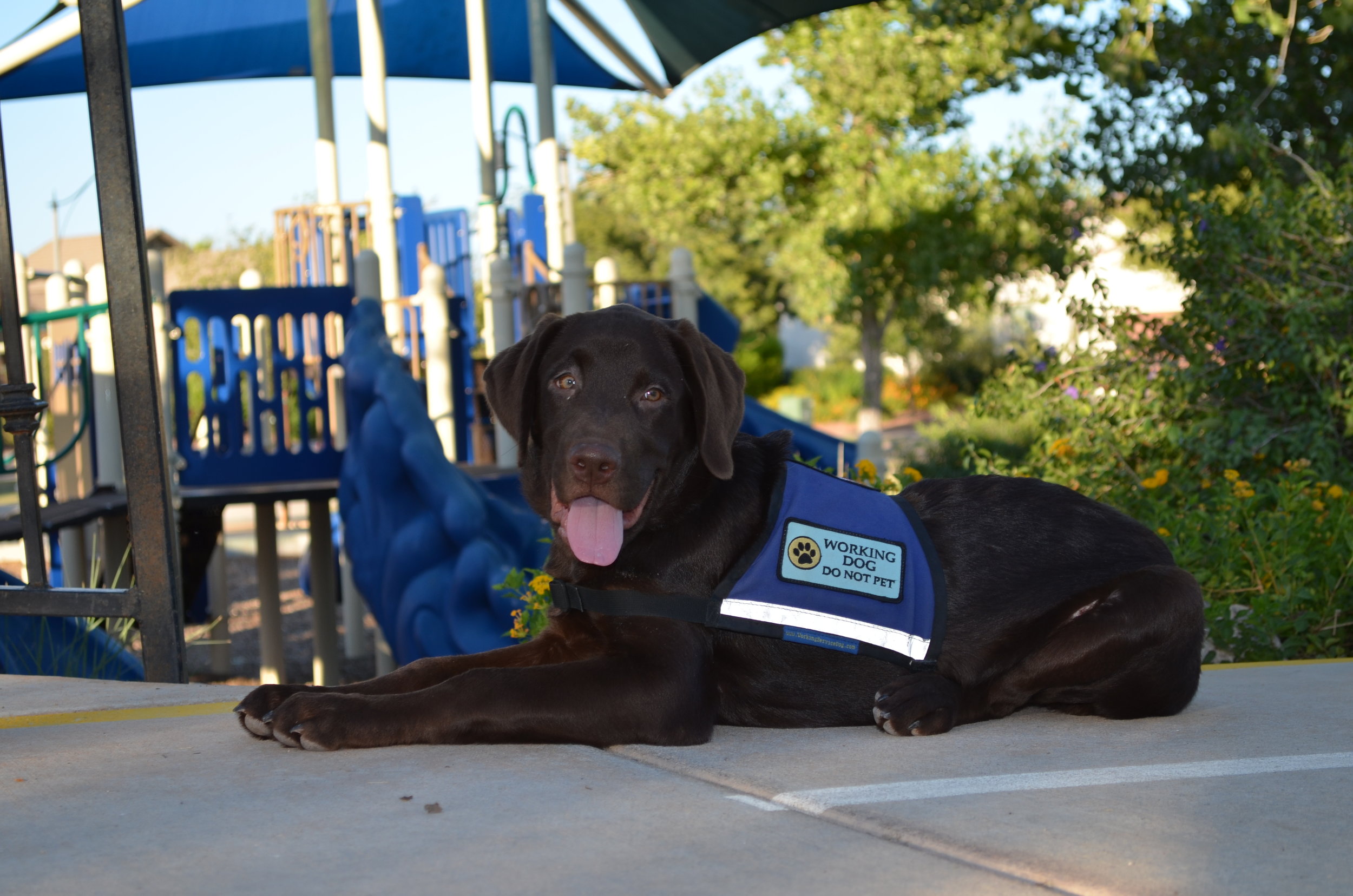 certified companion dog