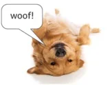 woof.jpg
