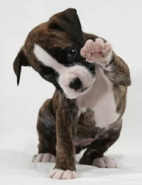 boxer-puppy-paw-up-dog.jpg