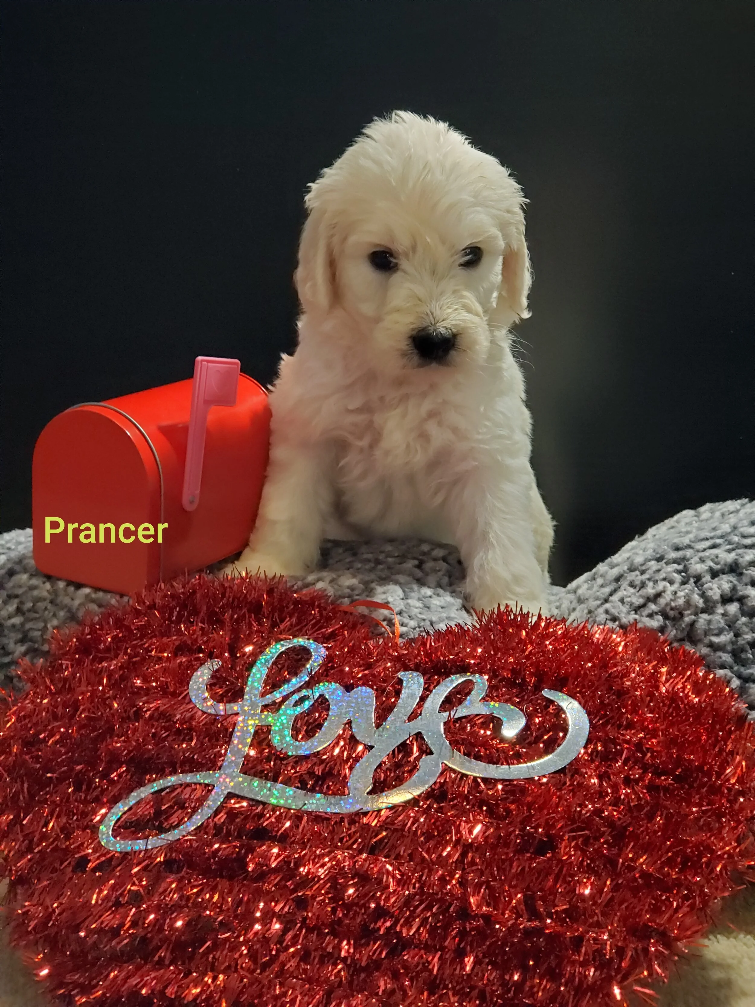 Prancer 5.jpg