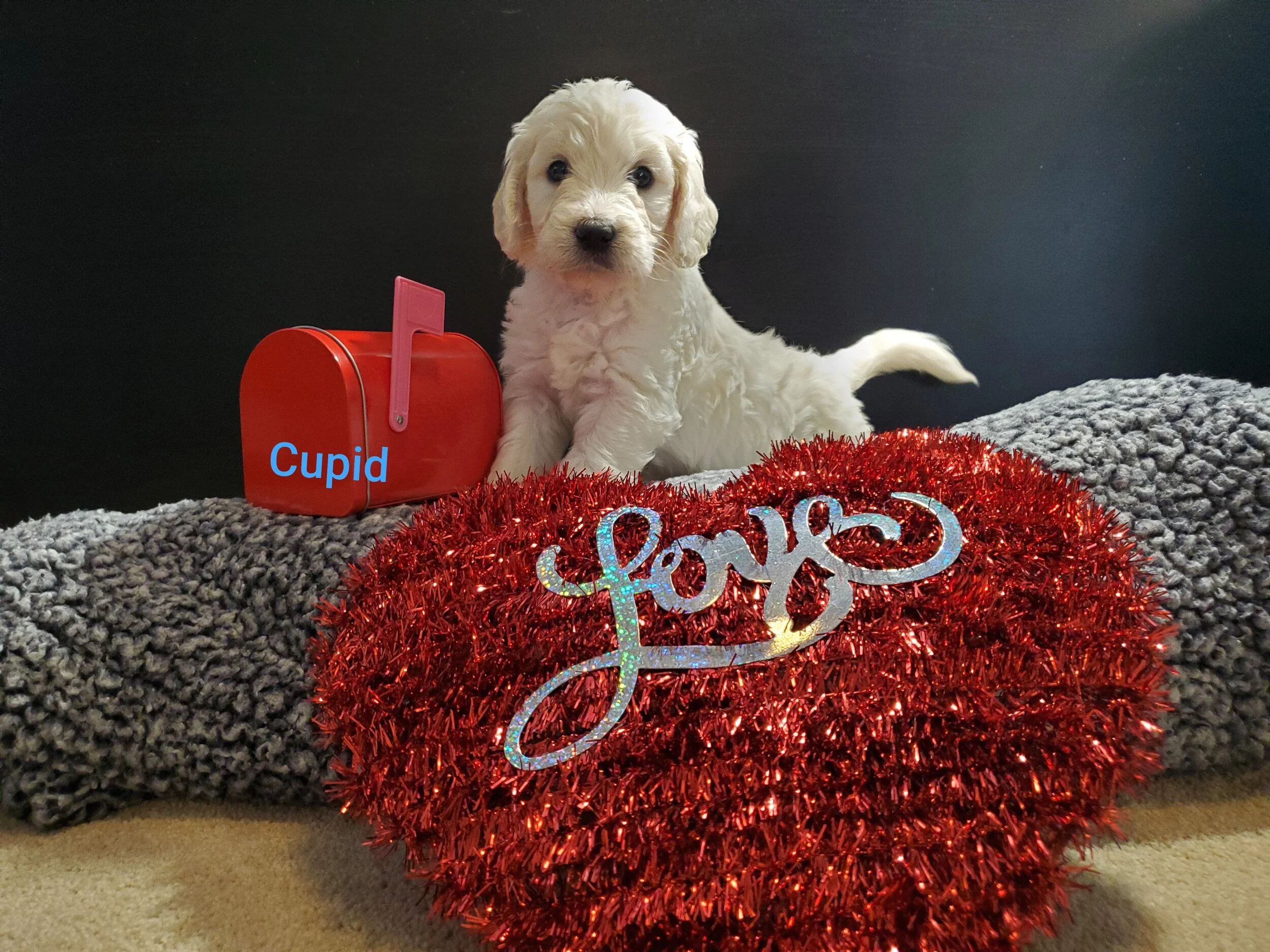 Cupid 5.jpg