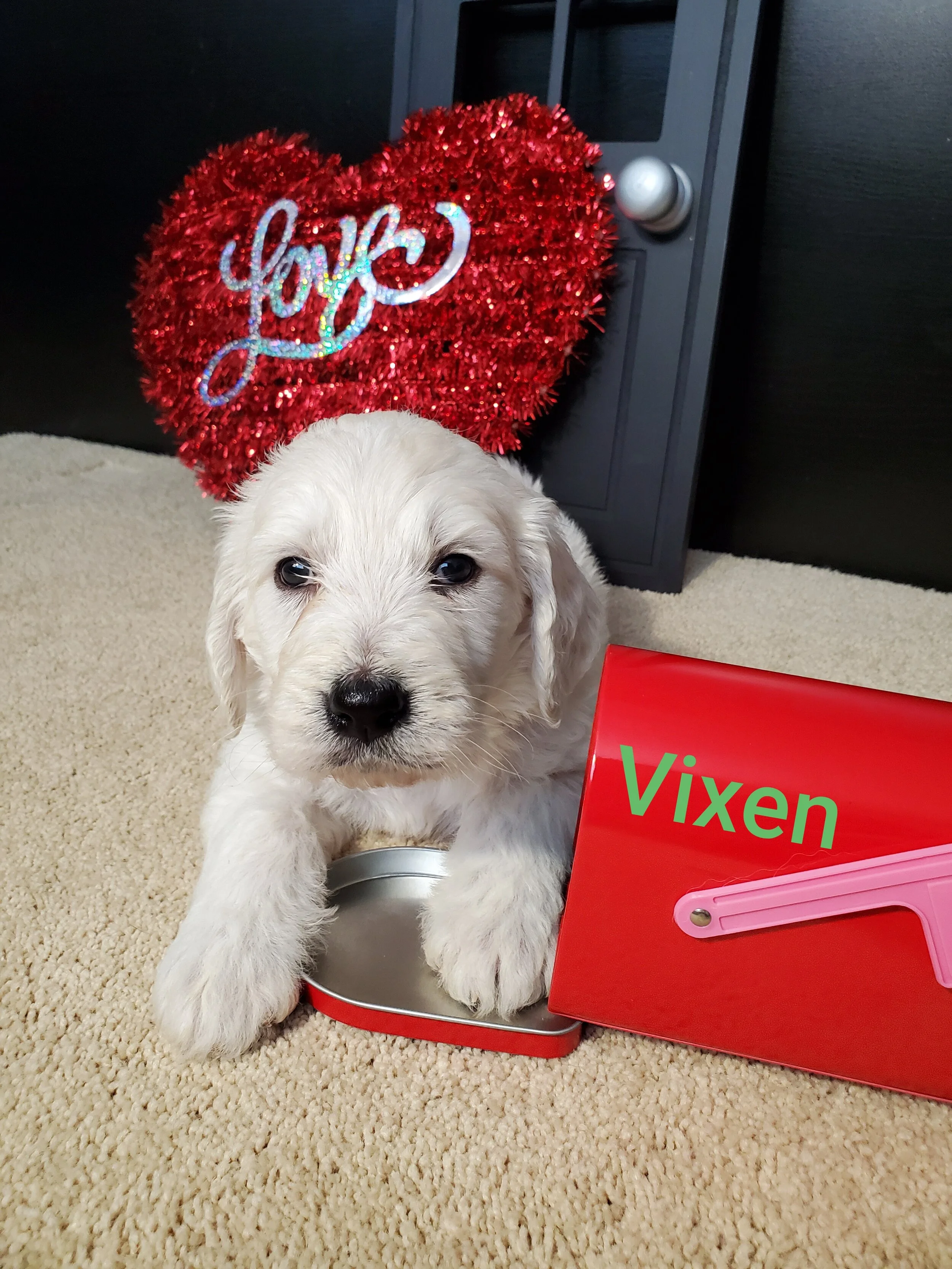 Vixen 5.jpg