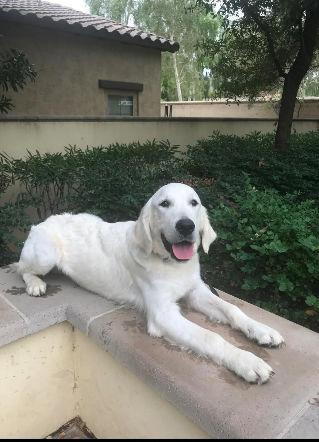 Samson: English Golden Retriever