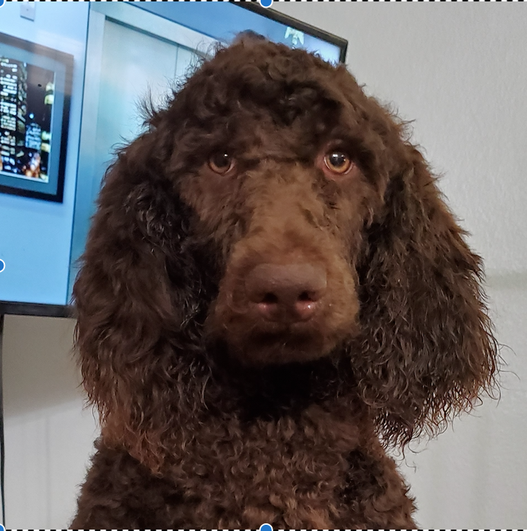 Sienna: Chocolate standard Poodle