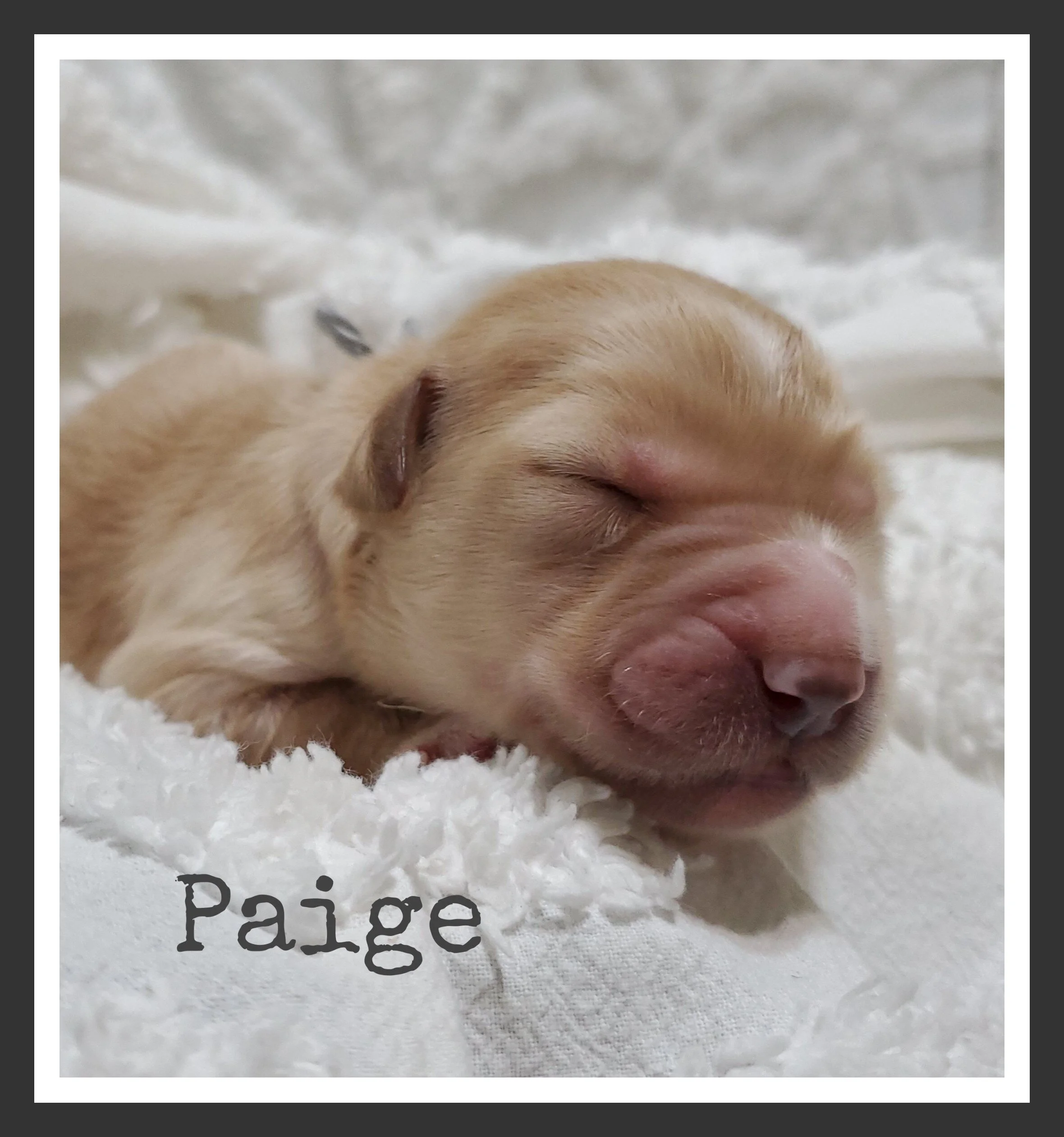 Paige.jpg