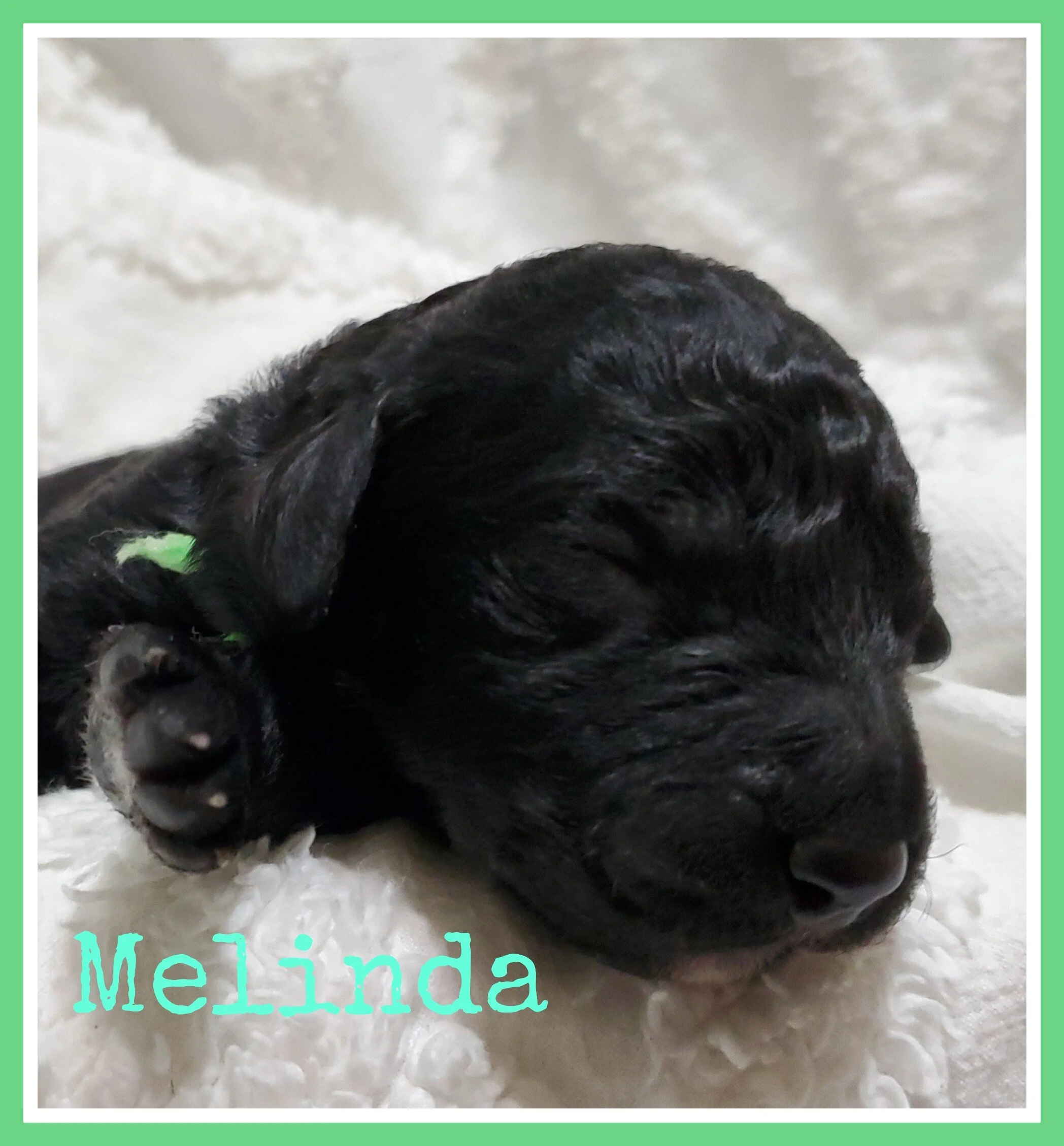 Melinda.jpg