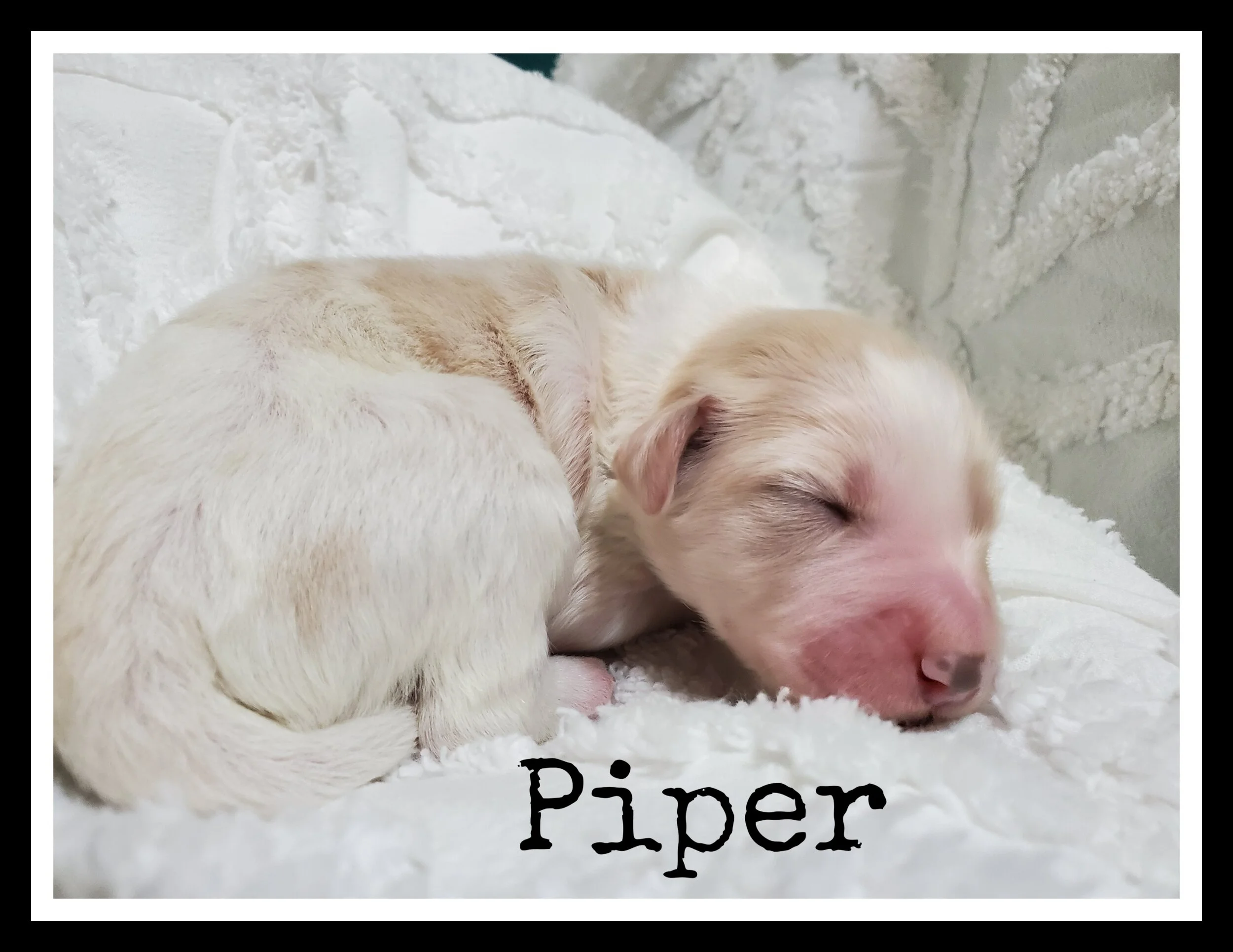 Piper.jpg