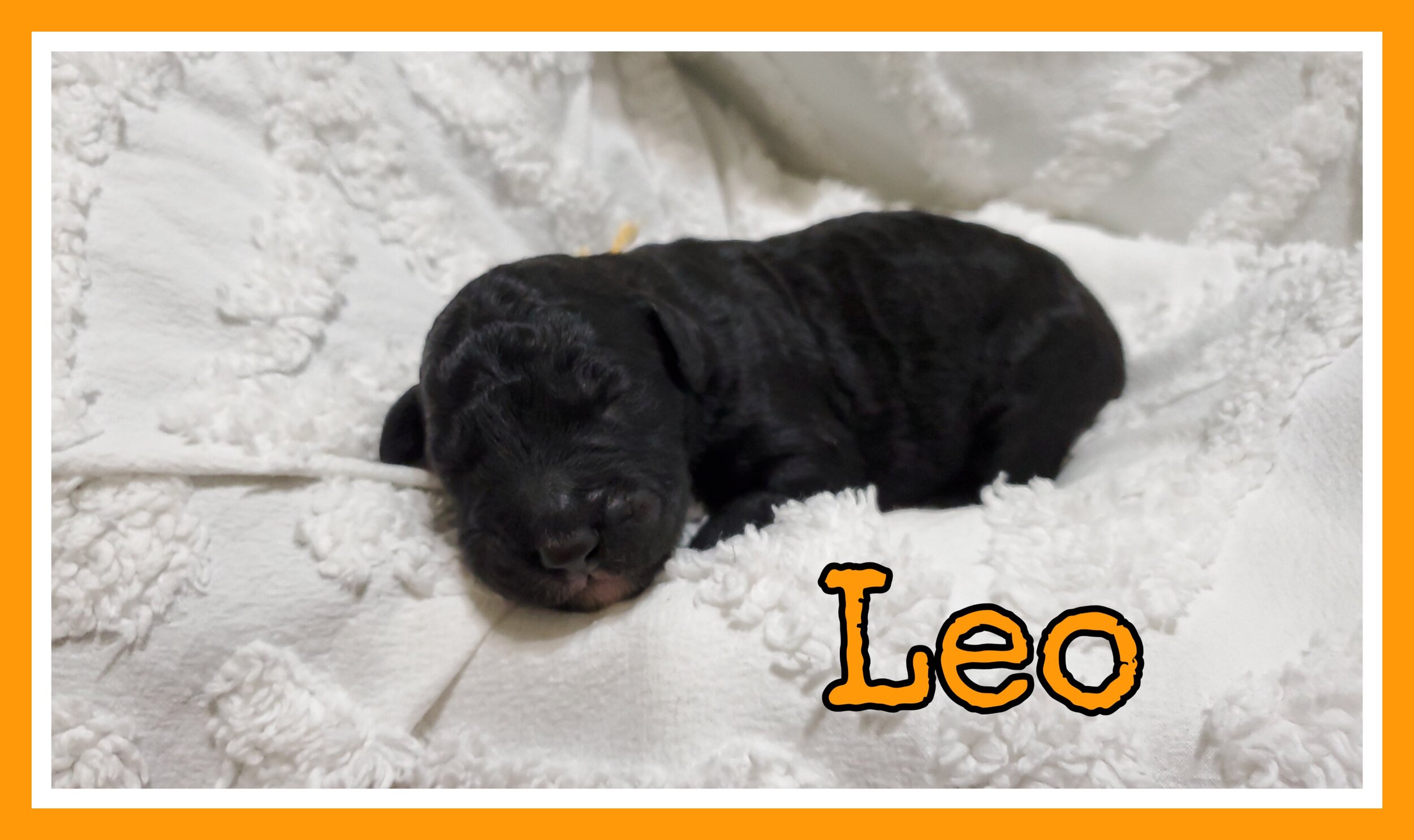 Leo.jpg